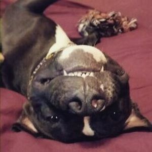 Meet your Posher, Morgan